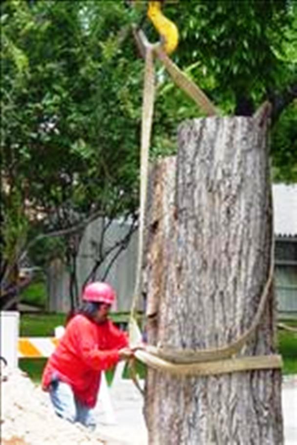 Crane Service for Trees in Dallas Fort Worth